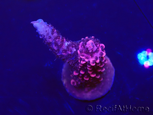 WYSIWYG Acropora Marikultur akklimatisiert LED