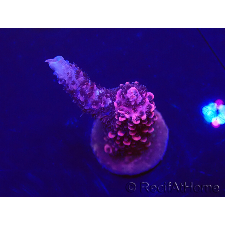 WYSIWYG Acropora Maricoltura acclimatata a LED