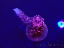 WYSIWYG Acropora 15Q1 Mariculture acclimaté led