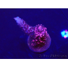 WYSIWYG Acropora Maricultuur geacclimatiseerd LED