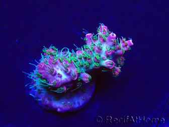 WYSIWYG Acropora Marikultur akklimatisiert LED