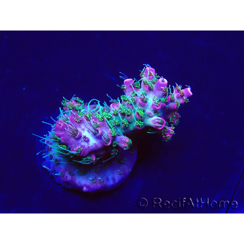 WYSIWYG Acropora Maricoltura acclimatata a LED