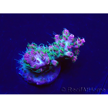 WYSIWYG Acropora Maricultuur geacclimatiseerd LED