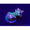 WYSIWYG Acropora Maricoltura acclimatata a LED