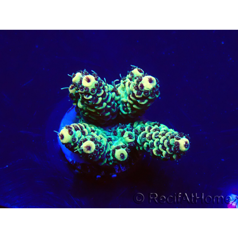 WYSIWYG Acropora Marikultur akklimatisiert LED