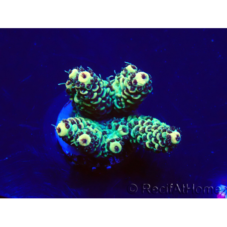 WYSIWYG Acropora Marikultur akklimatisiert LED