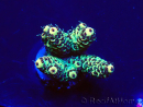 WYSIWYG Acropora Mariculture acclimated LED