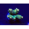 WYSIWYG Acropora Maricultuur geacclimatiseerd LED