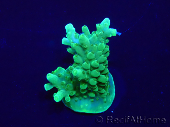 WYSIWYG Acropora Marikultur akklimatisiert LED