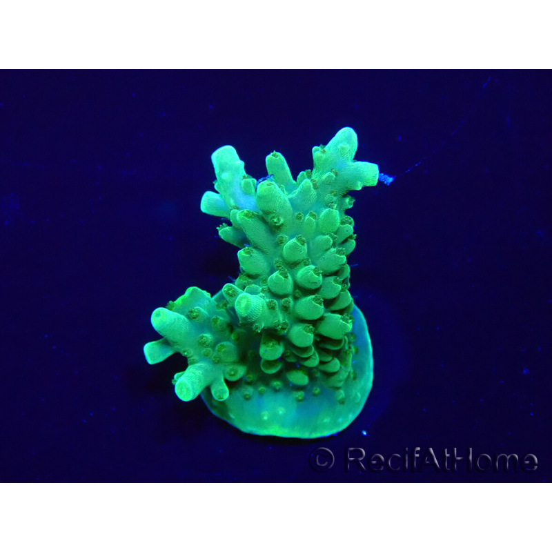 WYSIWYG Acropora Mariculture acclimated LED