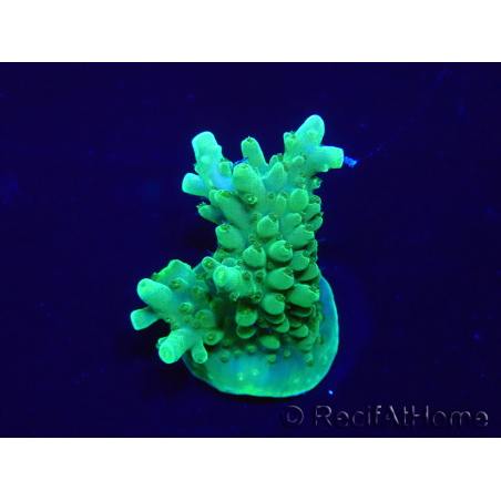 WYSIWYG Acropora Maricoltura acclimatata a LED