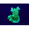 WYSIWYG Acropora Mariculture acclimated LED