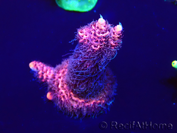 WYSIWYG Acropora Marikultur akklimatisiert LED