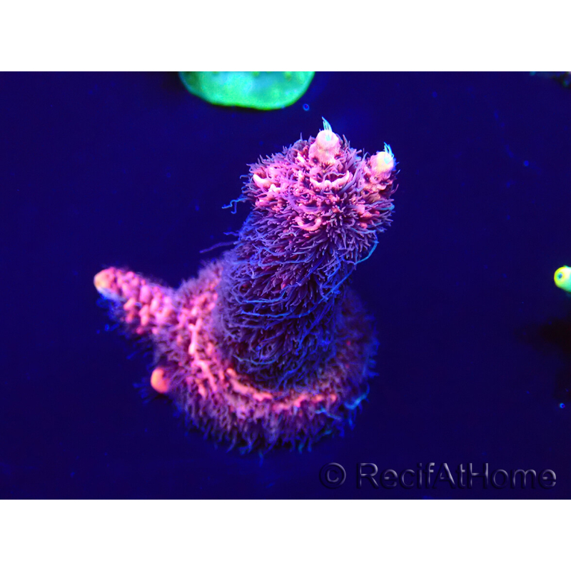 WYSIWYG Acropora Maricoltura acclimatata a LED