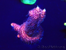 WYSIWYG Acropora Maricoltura acclimatata a LED