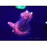WYSIWYG Acropora Mariculture acclimated LED