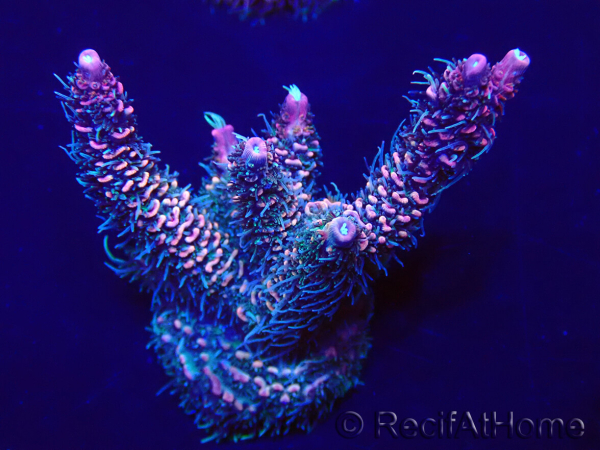 WYSIWYG Acropora Mariculture acclimated LED