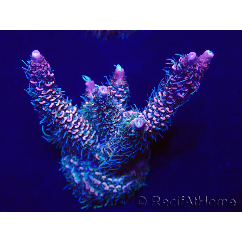 WYSIWYG Acropora Maricultuur geacclimatiseerd LED