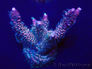 WYSIWYG Acropora Maricultura aclimatada LED