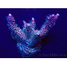 WYSIWYG Acropora Maricoltura acclimatata a LED