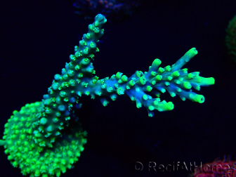 WYSIWYG Acropora Mariculture acclimated LED