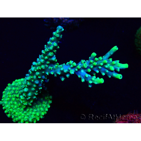 WYSIWYG Acropora Marikultur akklimatisiert LED