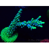 WYSIWYG Acropora Marikultur akklimatisiert LED
