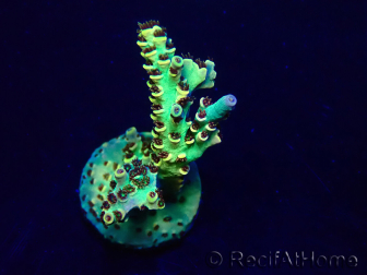 WYSIWYG Acropora Mariculture acclimated LED