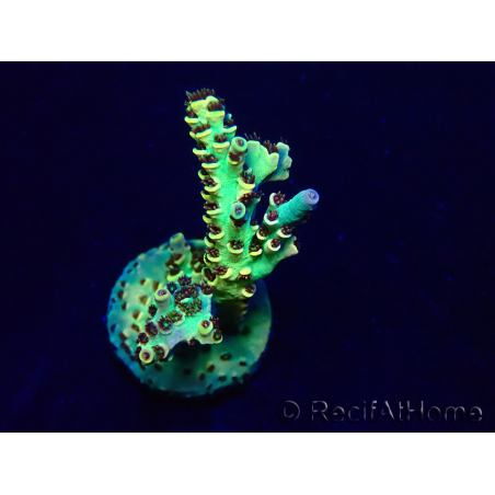 WYSIWYG Acropora 15Q12 Mariculture acclimaté led