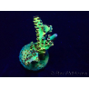 WYSIWYG Acropora Maricultura aclimatada LED