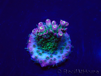 WYSIWYG Acropora Maricoltura acclimatata a LED