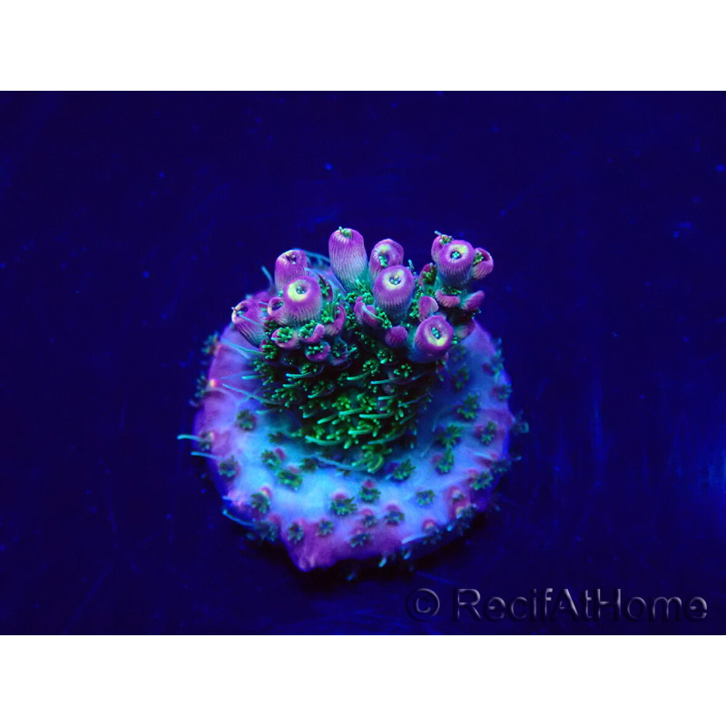 WYSIWYG Acropora Marikultur akklimatisiert LED