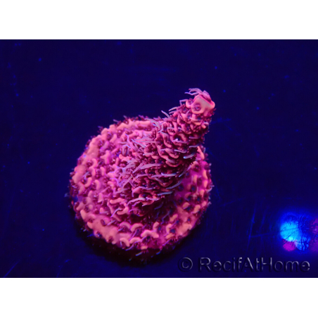 WYSIWYG Acropora Maricultura aclimatada LED