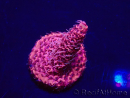 WYSIWYG Acropora Maricoltura acclimatata a LED