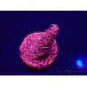 WYSIWYG Acropora Maricultura aclimatada LED