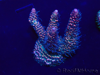 WYSIWYG Acropora Marikultur akklimatisiert LED