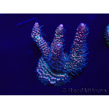 WYSIWYG Acropora Marikultur akklimatisiert LED