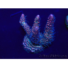 WYSIWYG Acropora Marikultur akklimatisiert LED
