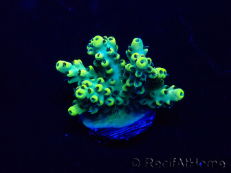 WYSIWYG Acropora Maricultuur geacclimatiseerd LED