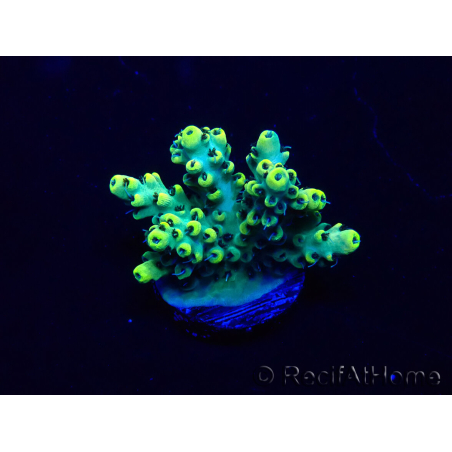 WYSIWYG Acropora 15R7 Mariculture acclimaté led
