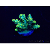 WYSIWYG Acropora Mariculture acclimated LED