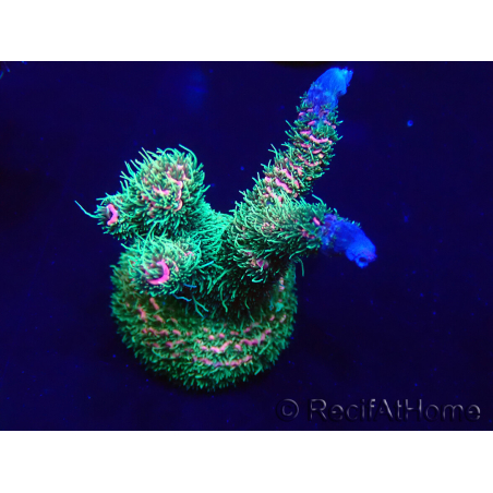 WYSIWYG Acropora Maricoltura acclimatata a LED