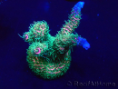WYSIWYG Acropora Marikultur akklimatisiert LED