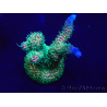 WYSIWYG Acropora Maricultura aclimatada LED