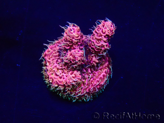 WYSIWYG Acropora Maricoltura acclimatata a LED