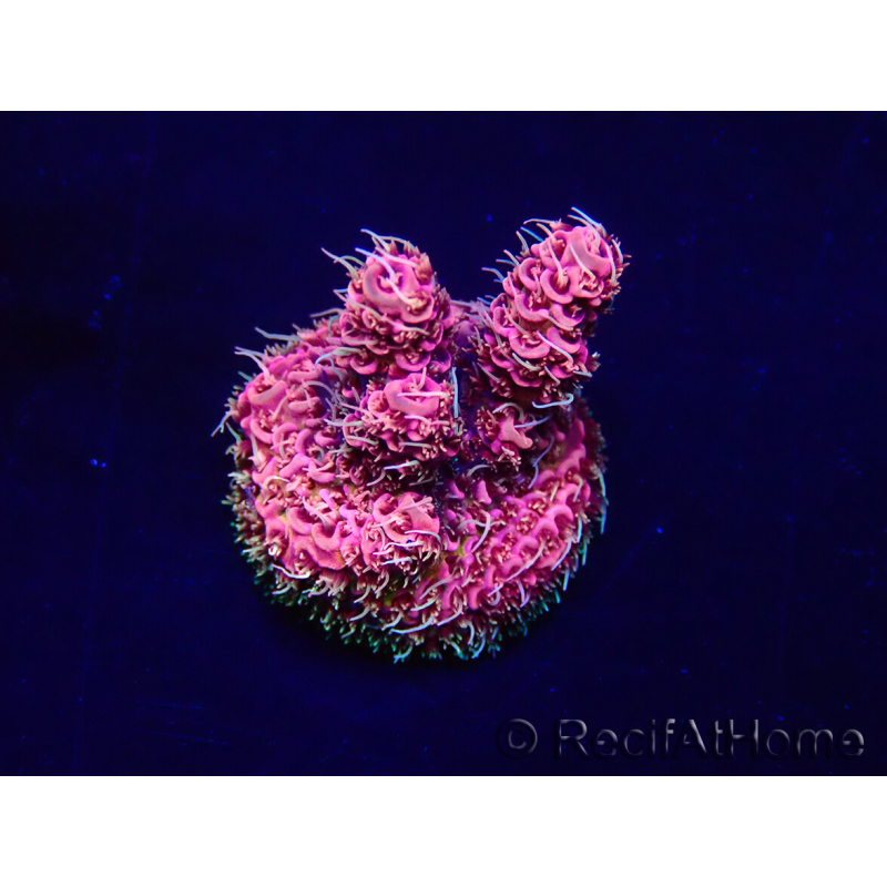 WYSIWYG Acropora Marikultur akklimatisiert LED