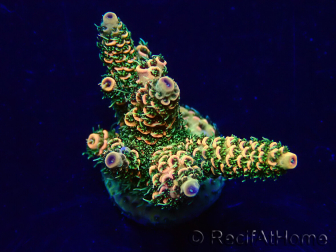 WYSIWYG Acropora Marikultur akklimatisiert LED