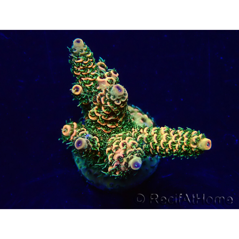WYSIWYG Acropora Maricoltura acclimatata a LED