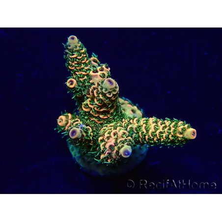 WYSIWYG Acropora Maricultura aclimatada LED