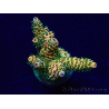 WYSIWYG Acropora Mariculture acclimated LED